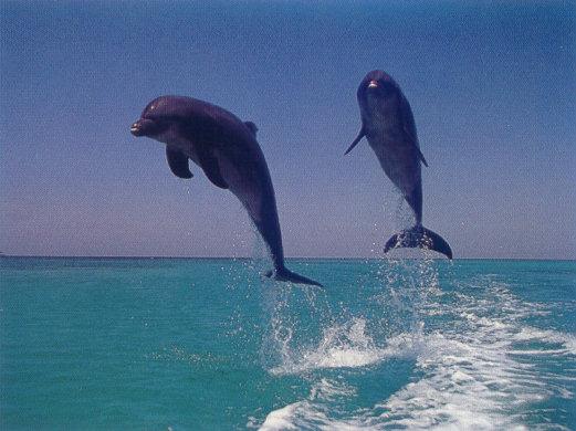 lj Leaping Dolphins.jpg