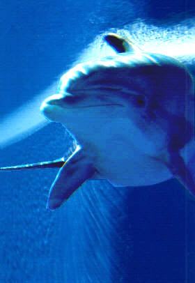wild12 dolphin.jpg