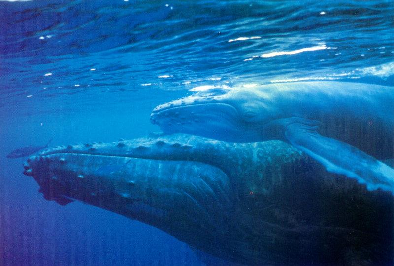 lj Whales Watching-Maa\'laea Bay Maui.jpg