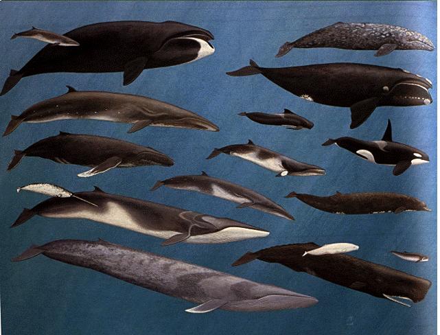 Lot-a-Whales-Blue Humpback Killer Fin Sperm etc whales.jpg