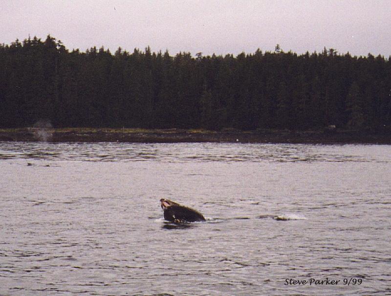whale-feeding-Admiralty Island-Alaska 9-99.jpg