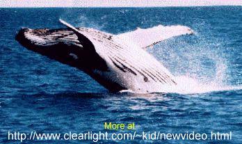 whale Fly-ad2.jpg