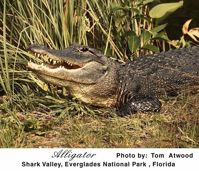 26 gator-Florida Alligator-on river bank.jpg