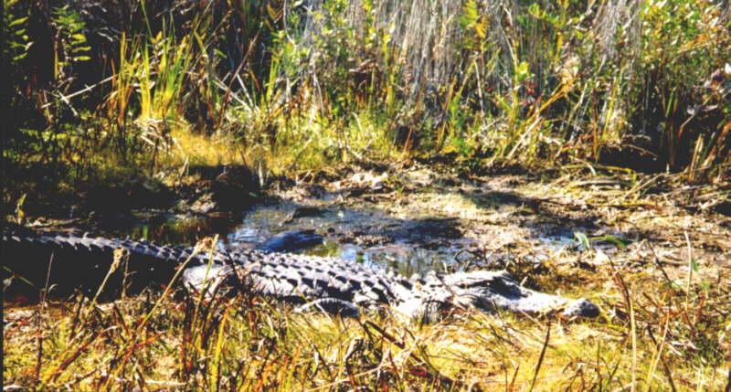 alagator-American Alligator-in swamp.jpg