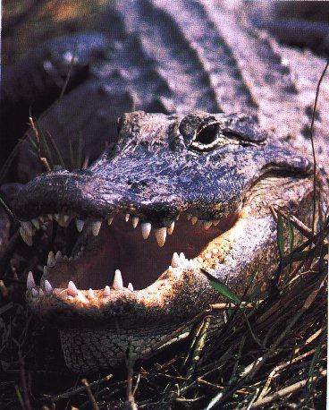 American Alligator-Face Closeup.jpg