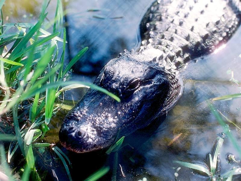 crockd-American Alligator.jpg
