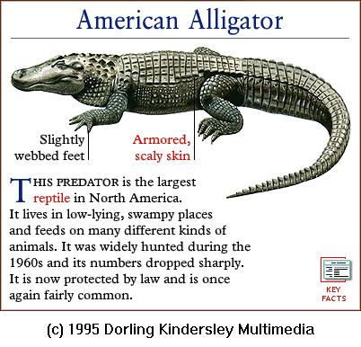 DKMMNature-Reptile-American Alligator.gif