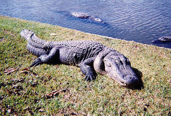 Florida Alligator-exwife.jpg