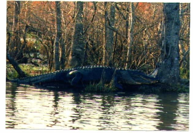 Florida Alligator-HAZARDS.jpg