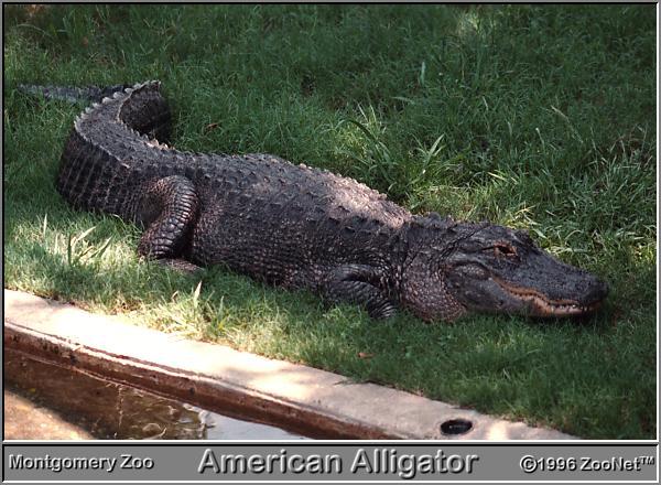 gator m1-American Alligator.jpg
