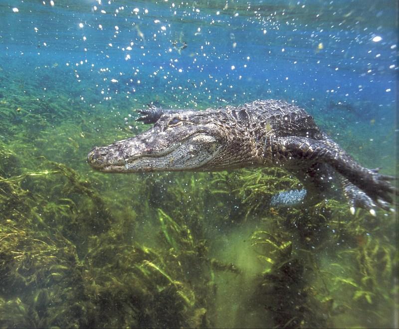 jrw 009 Alligator Silver Springs Florida.jpg