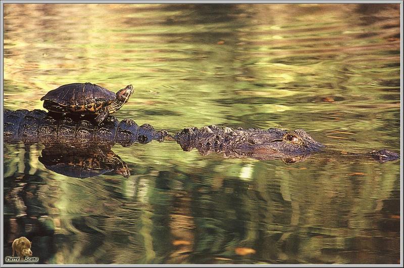 PO Rep1 004 Alligator des Everglades.jpg