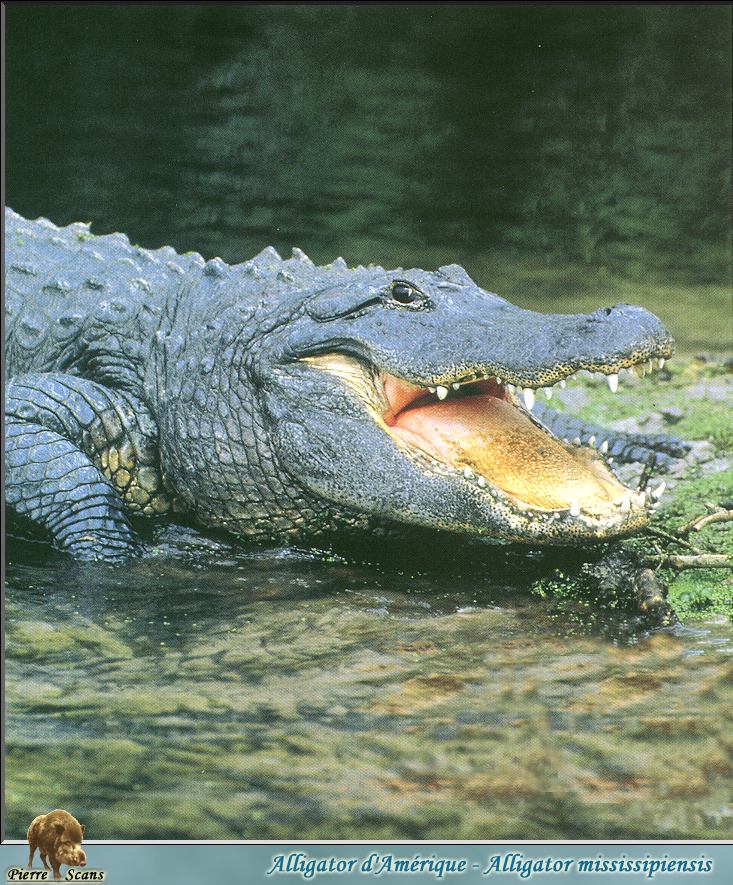 PO wl 002 Alligator d\'Amerique.jpg