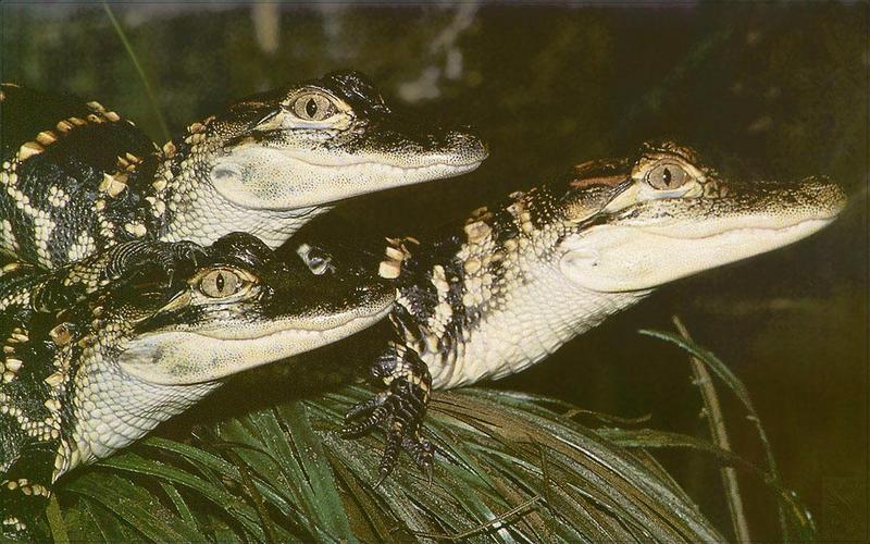 pr-jb014 American Alligators-closeup.jpg