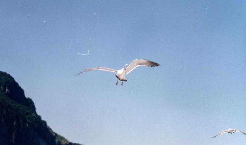 bird5 1-Common Gulls-In Flight.jpg
