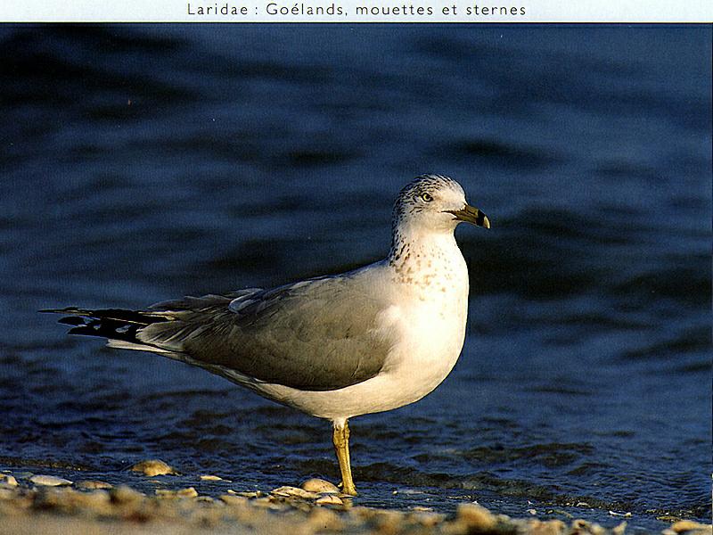 Ds-Oiseau 126-Unidentified Sea Gull-on beach.jpg