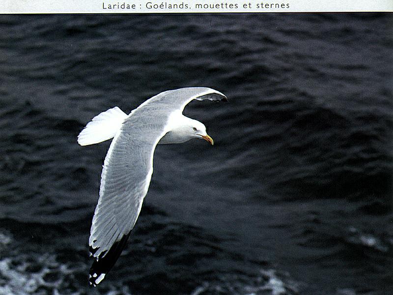 Ds-Oiseau 129-Unidentified Sea Gull-in flight.jpg