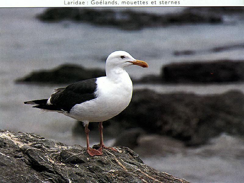 Ds-Oiseau 131-Unidentified Sea Gull-on rock.jpg