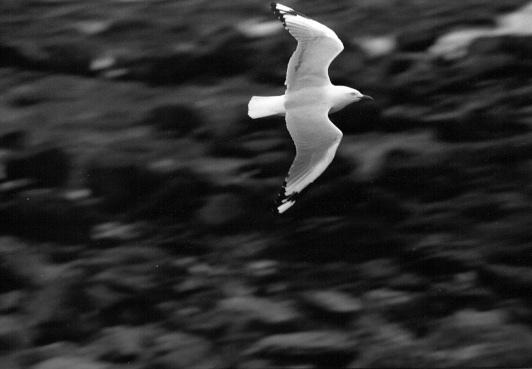flying Seagull 2.jpg