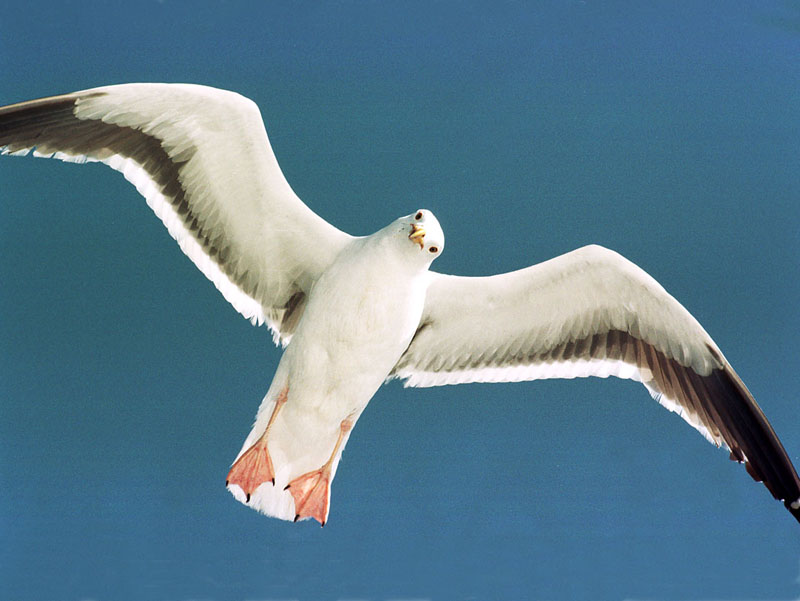 Seagull-in flight.jpg