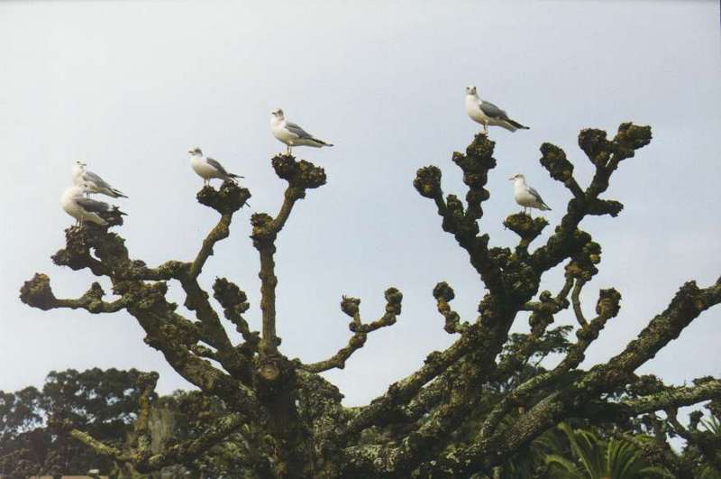 Seagulls-Golden Gate Park-San Francisco.jpg