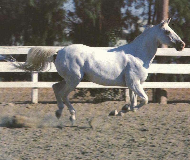 hrsenc01-White Horse-Runs.jpg