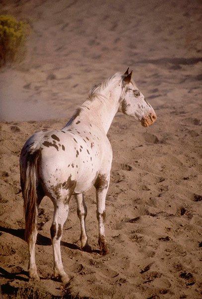 Spotted White Horse-15410023.jpg