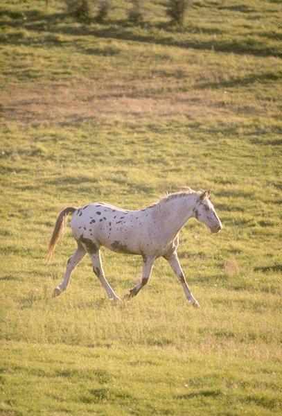 Spotted White Horse-Running-15410020.jpg