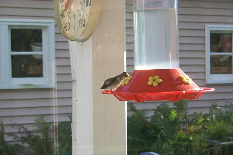 hummer11-Unidentified Hummingbird-on bird feeder-by Joel Williams.jpg