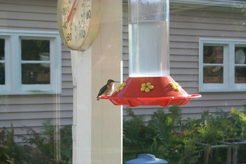 hummer12-Unidentified Hummingbird-on bird feeder-by Joel Williams.jpg
