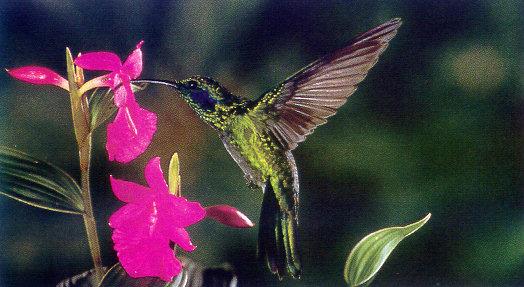 lj Monteverde\'s Hummingbird Gallery Costa Rica.jpg
