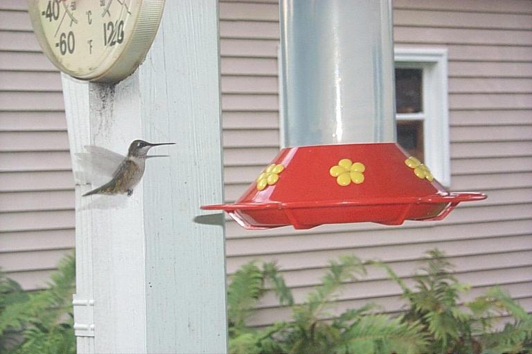 P0000421-Hummingbird-in flight to bird feeder-by Joel Williams.jpg