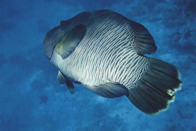 napfish-Napoleon Fish-Giant Humphead Wrasse-at the Red Sea.jpg