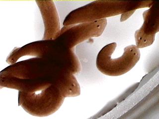 image1-planaria-flatworm.jpg