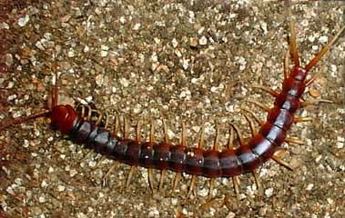 centiped-Peruvian Orangeleg Centipede-closeup.jpg