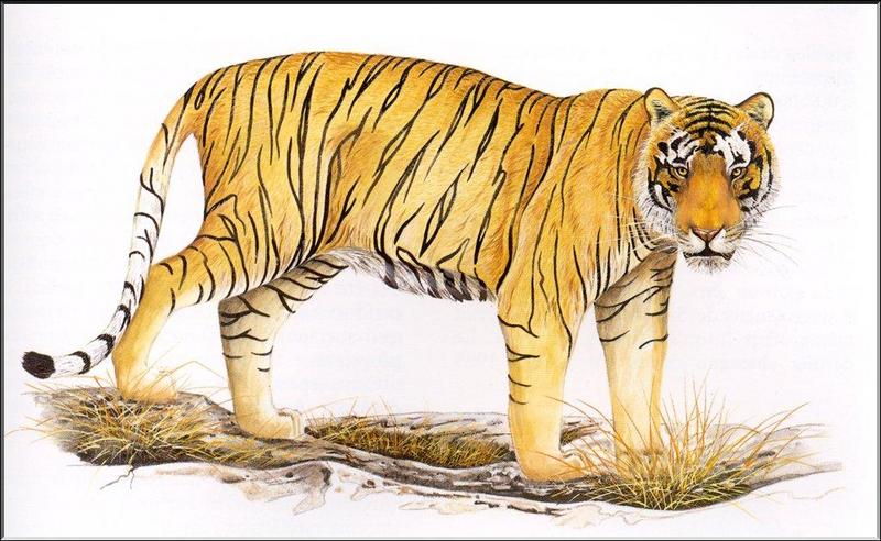 PO ExtAn 077 Panthera tigris balica.jpg