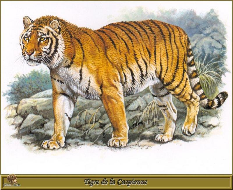 PO pfrd 040 Tigre de la Caspienne.jpg