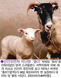 199707260023-SheepClone-lamb-Polly.jpg