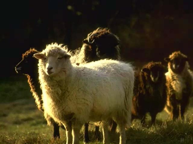 Domestic Sheep-Ovis aries 1-on grass.jpg