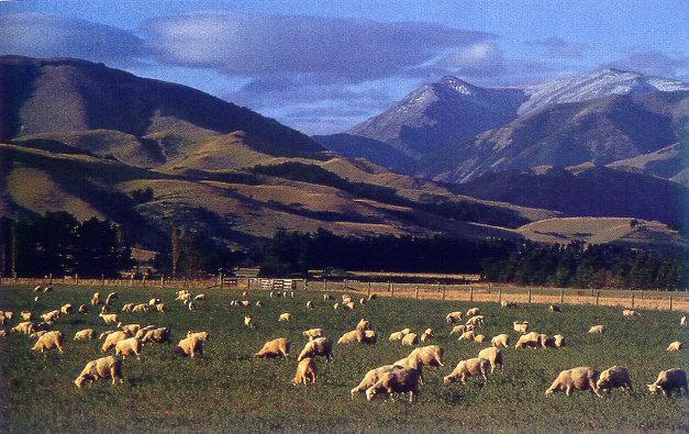 lj New Zealand Sheep.jpg