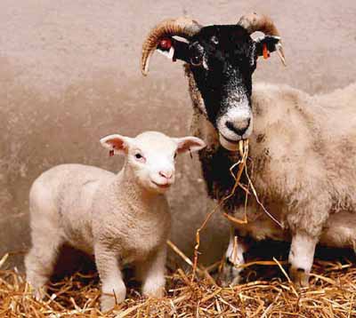 Sheep Clone-Lamb-Polly with poster mother.jpg
