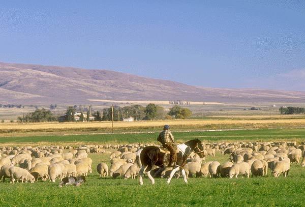 Sheep Herd.jpg