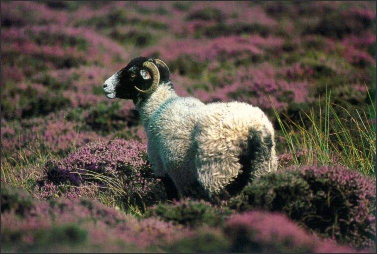 Swaledale sheep.jpg