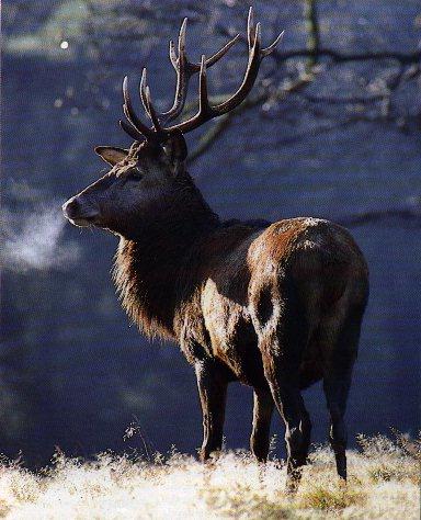 Buck Red Deer Standing.jpg