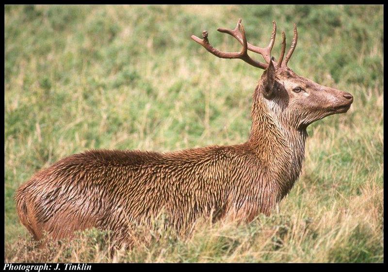 JT03306-Red Deer-wet on grassland.jpg