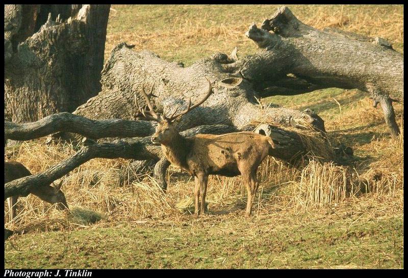 JT03315-Red Deer-standing beside logs.jpg