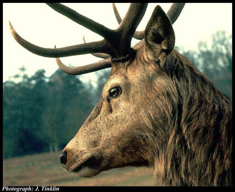 JT03351-Red Deer-face closeup.jpg