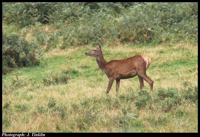 Red Deer 29-standing on hill.jpg