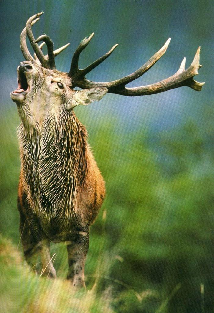 Red Deer-Roaring.jpg
