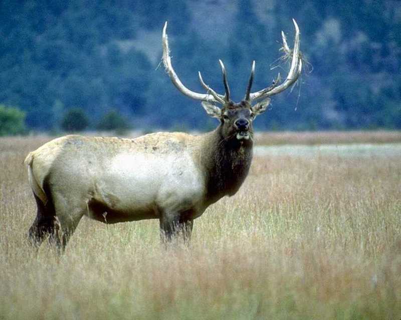 animalwild020-Elk-Stands on grassland.jpg